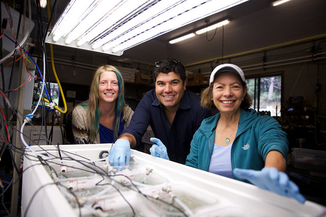 Mόnica Orellana, front, and colleagues Jake Valenzuela and Allison Lee monitor experiments related to ocean acidification at the UW Friday Harbor Labs. (File photo, Aug. 2014)